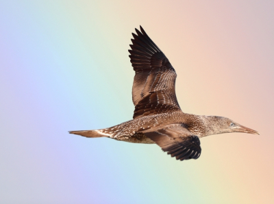 Tijdens een zeevogeltocht zeevogels fotograferen was nog een hele uitdaging. De boot ging alle kanten op. In vlucht gaan de vogels hard voorbij. Op een gegeven moment kwam er een felle regenboog op afstand. Dus ik probeerde een vogel met op de achtergrond de regenboog. Dat was een nog grotere uitdaging. Maar de foto van deze jonge Jan-van-Gent was aardig gelukt.