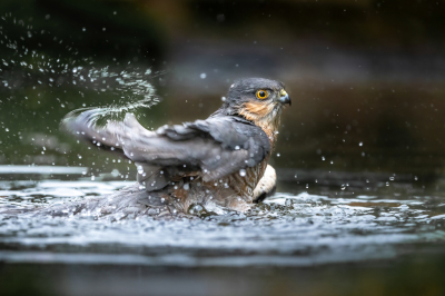 <i class='fa fa-user'></i> wouterroepel |   Sperwer  <i class='fa fa-eye'> 278</i>  <i class='fa fa-thumbs-up'> 15</i>   <i class='fa fa-comment-o'> 10</i>