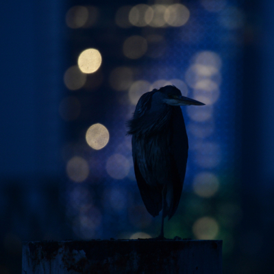 <i class='fa fa-user'></i> Peter Stam |   Blauwe Reiger  <i class='fa fa-eye'> 234</i>  <i class='fa fa-thumbs-up'> 18</i>   <i class='fa fa-comment-o'> 9</i>