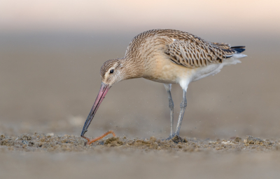 <i class='fa fa-user'></i> Hans Overduin |   Rosse Grutto  <i class='fa fa-eye'> 409</i>  <i class='fa fa-thumbs-up'> 43</i>   <i class='fa fa-comment-o'> 21</i>