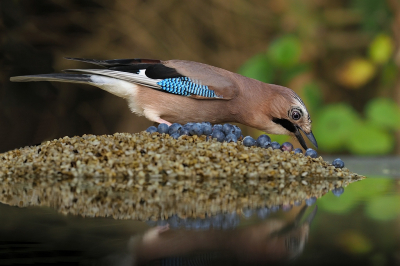 <i class='fa fa-user'></i> corvanspijk |   Gaai  <i class='fa fa-eye'> 125</i>  <i class='fa fa-thumbs-up'> 1</i>   <i class='fa fa-comment-o'> 21</i>