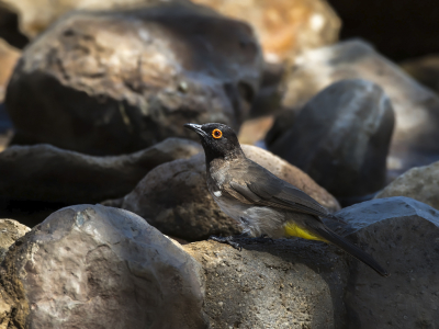 <i class='fa fa-user'></i> Bert Ooms |   Maskerbuulbuul  <i class='fa fa-eye'> 143</i>   <i class='fa fa-comment-o'> 3</i>