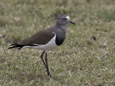 <i class='fa fa-user'></i> Paul van Giersbergen |   Zwartvleugelkievit  <i class='fa fa-eye'> 155</i>  <i class='fa fa-thumbs-up'> 3</i>   <i class='fa fa-comment-o'> 4</i>