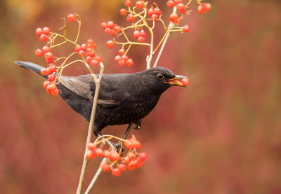 <i class='fa fa-user'></i> Truus Aletta Maan |   Merel  <i class='fa fa-eye'> 175</i>  <i class='fa fa-thumbs-up'> 15</i>   <i class='fa fa-comment-o'> 20</i>