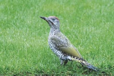 Deze jonge groene specht zat aan het begin van de avond in de achtertuin en zocht naar voedsel.