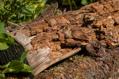 <i class='fa fa-user'></i> jacolienl |   Winterkoning  <i class='fa fa-eye'> 329</i>  <i class='fa fa-thumbs-up'> 4</i>   <i class='fa fa-comment-o'> 8</i>