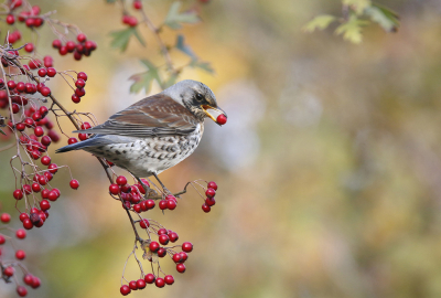 <i class='fa fa-user'></i> Gejo Wassink |   Kramsvogel  <i class='fa fa-eye'> 366</i>  <i class='fa fa-thumbs-up'> 18</i>   <i class='fa fa-comment-o'> 22</i>