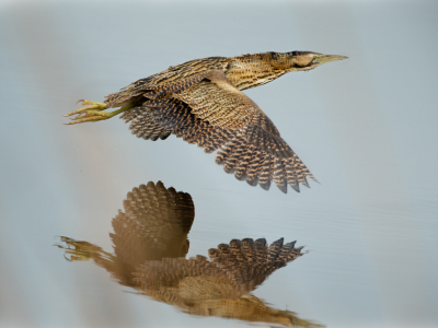 <i class='fa fa-user'></i> anevanrees |   Roerdomp  <i class='fa fa-eye'> 361</i>  <i class='fa fa-thumbs-up'> 15</i>   <i class='fa fa-comment-o'> 17</i>