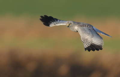 <i class='fa fa-user'></i> Ben Reitsma |   Blauwe Kiekendief  <i class='fa fa-eye'> 321</i>  <i class='fa fa-thumbs-up'> 25</i>   <i class='fa fa-comment-o'> 15</i>