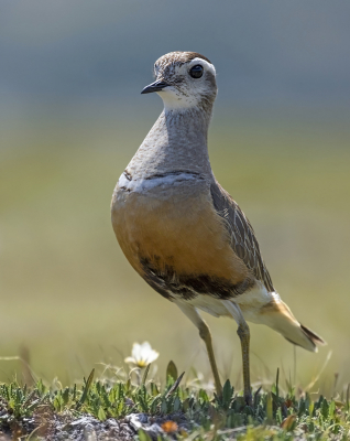 <i class='fa fa-user'></i> Bert Ooms |   Morinelplevier  <i class='fa fa-eye'> 335</i>  <i class='fa fa-thumbs-up'> 22</i>   <i class='fa fa-comment-o'> 13</i>