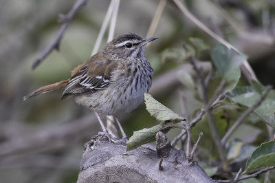 <i class='fa fa-user'></i> Paul van Giersbergen |   Witbrauwwaaierstaart  <i class='fa fa-eye'> 154</i>  <i class='fa fa-thumbs-up'> 2</i>   <i class='fa fa-comment-o'> 2</i>