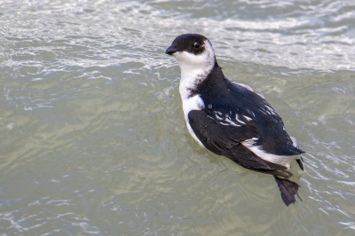 <i class='fa fa-user'></i> pjvantuil |   Kleine Alk  <i class='fa fa-eye'> 282</i>  <i class='fa fa-thumbs-up'> 3</i>   <i class='fa fa-comment-o'> 5</i>