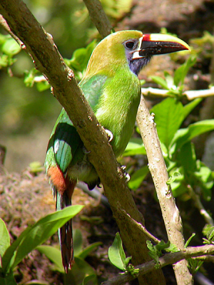 Deze kleine toekan was helemaal niet bang en bleef rustig zitten terwijl ik mijn fotocamera pakte en langzaam naderde. Nog steeds een zoekplaatje heb ik geprobeerd om door mijn verrekijker te fotograveren. Met dank aan de overmaat aan licht is dit prima gelukt (voor mijn standaard)! 
Nikon Coolpix 4500, 1/122.7s F6.3, auto mode, verrekijker Swarovski EL 8,5 * 42