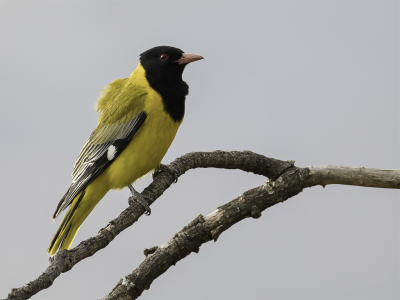 <i class='fa fa-user'></i> Paul van Giersbergen |   Maskerwielewaal  <i class='fa fa-eye'> 128</i>   <i class='fa fa-comment-o'> 0</i>