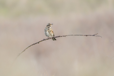 <i class='fa fa-user'></i> Wil Doorn-Meijne |   Koperwiek  <i class='fa fa-eye'> 346</i>  <i class='fa fa-thumbs-up'> 25</i>   <i class='fa fa-comment-o'> 18</i>