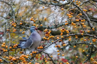 <i class='fa fa-user'></i> jacolienl |   Houtduif  <i class='fa fa-eye'> 131</i>  <i class='fa fa-thumbs-up'> 2</i>   <i class='fa fa-comment-o'> 21</i>