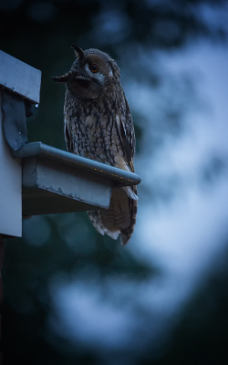 <i class='fa fa-user'></i> LeerdammerKees |   Ransuil  <i class='fa fa-eye'> 338</i>  <i class='fa fa-thumbs-up'> 22</i>   <i class='fa fa-comment-o'> 15</i>