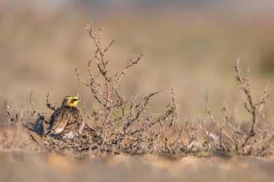 <i class='fa fa-user'></i> Vincent Vuik |   Strandleeuwerik  <i class='fa fa-eye'> 350</i>  <i class='fa fa-thumbs-up'> 15</i>   <i class='fa fa-comment-o'> 20</i>