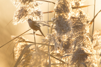 <i class='fa fa-user'></i> Adri Gr Nuelend |   Baardman  <i class='fa fa-eye'> 248</i>  <i class='fa fa-thumbs-up'> 8</i>   <i class='fa fa-comment-o'> 12</i>