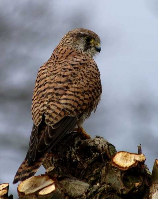 Vanmiddag deze torenvalk gemaakt, hij wou wel voor me poseren.
Gemaakt met Dynax 5D
