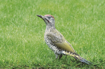 De jonge groene specht zat aan het begin van de avond op in de achtertuin