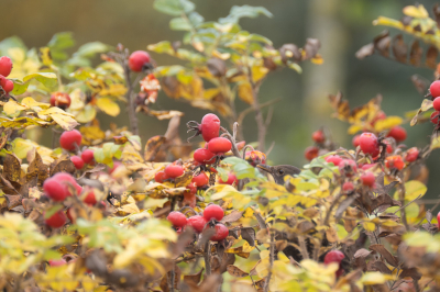 <i class='fa fa-user'></i> Gert-Jan Cromwijk |   Merel  <i class='fa fa-eye'> 139</i>  <i class='fa fa-thumbs-up'> 2</i>   <i class='fa fa-comment-o'> 21</i>