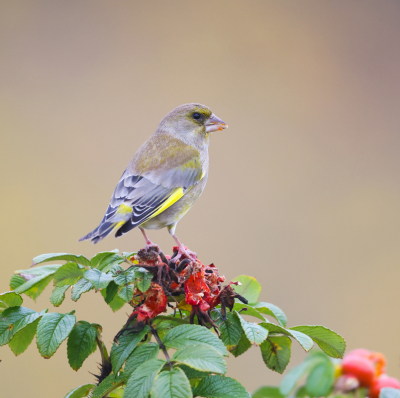 <i class='fa fa-user'></i> Henk Wiebe van der Meulen |   Groenling  <i class='fa fa-eye'> 131</i>  <i class='fa fa-thumbs-up'> 6</i>   <i class='fa fa-comment-o'> 21</i>