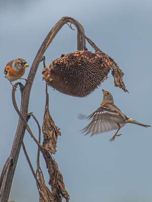 Op de plek waar ik de foto gemaakt heb is op een akker een strook met bloemen/kruisen ingezaaid, wat een uitgelezen plek vormt voor vogels om aan zaad te komen zo ook voor deze kepen die er met tientallen op afkwamen. Het was bewolkt weer.