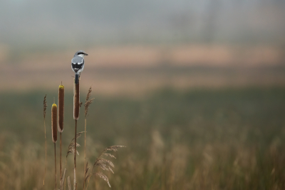 <i class='fa fa-user'></i> Annie Keizer |   Klapekster  <i class='fa fa-eye'> 449</i>  <i class='fa fa-thumbs-up'> 39</i>   <i class='fa fa-comment-o'> 22</i>