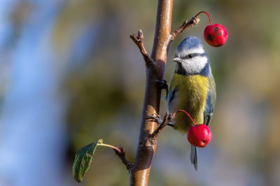 <i class='fa fa-user'></i> Peter Boltjes |   Pimpelmees  <i class='fa fa-eye'> 110</i>  <i class='fa fa-thumbs-up'> 4</i>   <i class='fa fa-comment-o'> 22</i>