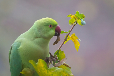 <i class='fa fa-user'></i> Vincent Vuik |   Halsbandparkiet  <i class='fa fa-eye'> 132</i>  <i class='fa fa-thumbs-up'> 6</i>   <i class='fa fa-comment-o'> 20</i>