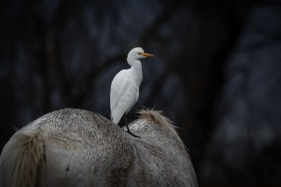 In Nederland heb ik hem steeds gemist maar vanmiddag dan eindelijk een Koereiger in beeld.