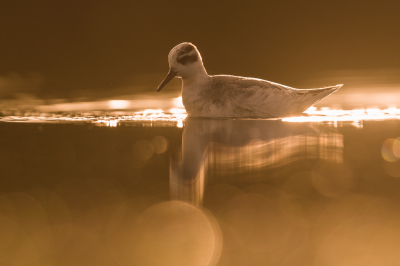 <i class='fa fa-user'></i> Hans Overduin |   Rosse Franjepoot  <i class='fa fa-eye'> 355</i>  <i class='fa fa-thumbs-up'> 35</i>   <i class='fa fa-comment-o'> 22</i>