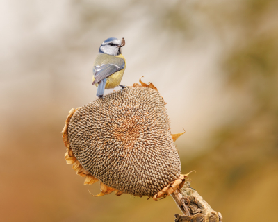 <i class='fa fa-user'></i> Katoo |   Pimpelmees  <i class='fa fa-eye'> 176</i>  <i class='fa fa-thumbs-up'> 9</i>   <i class='fa fa-comment-o'> 21</i>