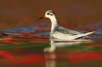 <i class='fa fa-user'></i> thijsglastra |   Rosse Franjepoot  <i class='fa fa-eye'> 491</i>  <i class='fa fa-thumbs-up'> 43</i>   <i class='fa fa-comment-o'> 26</i>