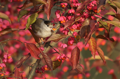 <i class='fa fa-user'></i> thijsglastra |   Zwartkop  <i class='fa fa-eye'> 132</i>  <i class='fa fa-thumbs-up'> 8</i>   <i class='fa fa-comment-o'> 20</i>