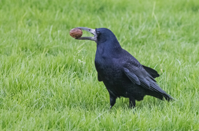 Met de auto op zoek naar plekken met Kleine en Wilde Zwanen, zag mijn man zeer onverwachts op een grasveld een Roek staan. Het was jaren geleden dat ik een Roek had gezien, laat staan gefotografeerd. De Roek zat gelukkig aan de rechterkant. Ik vroeg mijn man dus om (heel voorzichtig) achteruit te rijden, zodat ik eindelijk weer eens een Roek kon fotograferen. Groot was de verrassing toen bleek dat deze Roek druk in de weer was om te proberen een walnoot open te krijgen. (Wat hem overigens niet gelukt is.) Steeds met zijn snavel hakken op de walnoot, de walnoot oppakken en even verderop weer neerleggen, en weer verder hakken. 
Ik zat te 'stuiteren' in de auto. Zomaar ineens een kans voor de MO, die me nog maar niet wilde lukken!