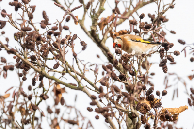 <i class='fa fa-user'></i> Conny Schotanus |   Putter  <i class='fa fa-eye'> 103</i>   <i class='fa fa-comment-o'> 20</i>