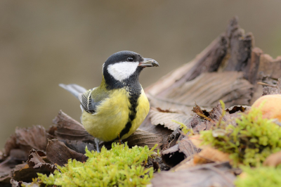 <i class='fa fa-user'></i> Wil Doorn-Meijne |   Koolmees  <i class='fa fa-eye'> 108</i>  <i class='fa fa-thumbs-up'> 1</i>   <i class='fa fa-comment-o'> 19</i>