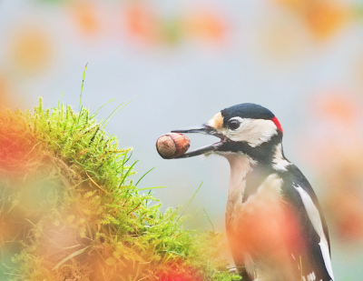 <i class='fa fa-user'></i> Krijn Dijkema |   Grote Bonte Specht  <i class='fa fa-eye'> 119</i>   <i class='fa fa-comment-o'> 21</i>