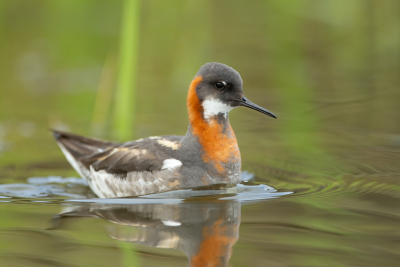 <i class='fa fa-user'></i> anevanrees |   Grauwe Franjepoot  <i class='fa fa-eye'> 468</i>  <i class='fa fa-thumbs-up'> 24</i>   <i class='fa fa-comment-o'> 16</i>