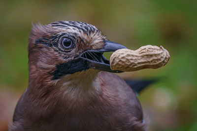 <i class='fa fa-user'></i> GeertN |   Gaai  <i class='fa fa-eye'> 111</i>  <i class='fa fa-thumbs-up'> 2</i>   <i class='fa fa-comment-o'> 20</i>