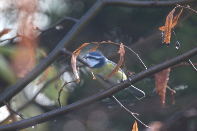 <i class='fa fa-user'></i> Ruben de Bruijn |   Pimpelmees  <i class='fa fa-eye'> 119</i>   <i class='fa fa-comment-o'> 21</i>