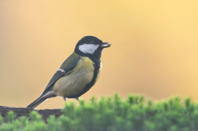 <i class='fa fa-user'></i> Ruud Scherpenisse |   Koolmees  <i class='fa fa-eye'> 105</i>   <i class='fa fa-comment-o'> 20</i>