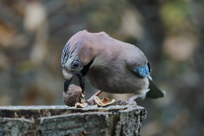 <i class='fa fa-user'></i> hjstukker |   Gaai  <i class='fa fa-eye'> 106</i>  <i class='fa fa-thumbs-up'> 1</i>   <i class='fa fa-comment-o'> 19</i>