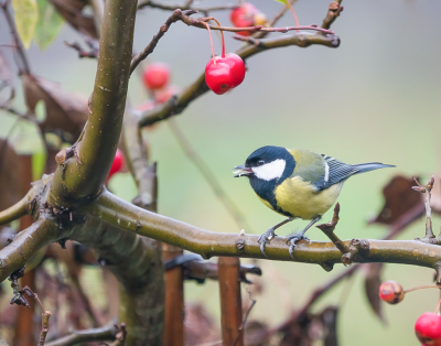 <i class='fa fa-user'></i> GerardvanDam |   Koolmees  <i class='fa fa-eye'> 104</i>   <i class='fa fa-comment-o'> 20</i>