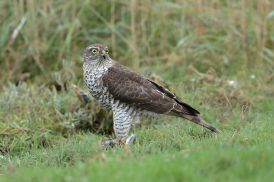 <i class='fa fa-user'></i> horneman69 |   Sperwer  <i class='fa fa-eye'> 396</i>  <i class='fa fa-thumbs-up'> 21</i>   <i class='fa fa-comment-o'> 14</i>