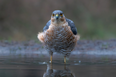 Het was bewolkt deze ochtend toen de sperwer man langs kwam om een bad te nemen. Vele foto's kunnen nemen en normaal hou ik niet zo van in het midden frontaal de vogel te plaatsen maar vond het hier wel wenselijk.