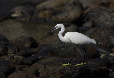 <i class='fa fa-user'></i> Geerie |   Kleine Zilverreiger  <i class='fa fa-eye'> 222</i>  <i class='fa fa-thumbs-up'> 1</i>   <i class='fa fa-comment-o'> 5</i>