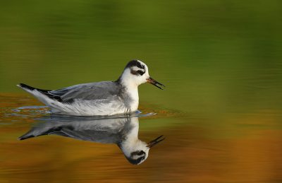 <i class='fa fa-user'></i> Eric Gibcus |   Rosse Franjepoot  <i class='fa fa-eye'> 311</i>  <i class='fa fa-thumbs-up'> 23</i>   <i class='fa fa-comment-o'> 12</i>